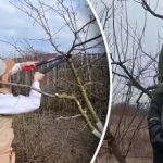 Ali je drevesa že mogoče obrezati: vrtnar je opozoril na