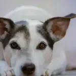 Ali vas vaš pes ocenjuje: veterinarji pojasnjujejo 7 najpogostejših vedenj hišnih ljubljenčkov ali-vas-vas-pes-ocenjuje-veterinarji-pojasnjujejo-7-najpogostejsih-vedenj.webp.webp