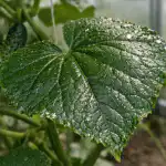 Belovratka na kumarah bo izginila čez noč, zahvaljujoč sredstvu iz lekarne za drobiž belovratka-na-kumarah-bo-izginila-cez-noc-zahvaljujoc-sredstvu-iz.png