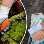 Bilo bo kot na sliki: S čim hraniti korenje spomladi