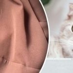 Brez valjčka: kako odstraniti volno z oblačil in pohištva