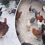 Brojlerji ali domači purani: katere purane je bolj donosno gojiti Brojlerji ali domači purani: katere purane je bolj donosno gojiti