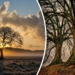 Čas za posek ali ne: kako ugotoviti, ali je drevo