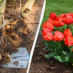 Čas za sajenje čebulic tulipanov: kakšna velika prednost spomladanskega sajenja