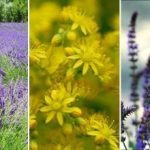 Česa ne smete saditi na močvirnatem območju: seznam pokrovnih rastlin