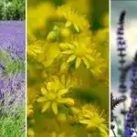 Česa ne smete saditi na močvirnatem območju: seznam pokrovnih rastlin