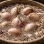 Česen bo z naravnim sadilnim dodatkom zrasel v velikost vaše pesti cesen-bo-z-naravnim-sadilnim-dodatkom-zrasel-v-velikost-vase.png