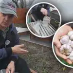 Česen bo začel rasti pred vašimi očmi: strokovnjak razkriva natančno formulo za spomladansko hranjenje Česen bo začel rasti pred vašimi očmi: strokovnjak razkriva natančno