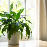 Cvetenje skozi vse leto: kako pravilno presaditi spathiphyllum