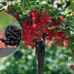 Dve vedri ribeza na grm: kako pripraviti najboljše gnojilo s