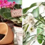 Ena čajna žlička - in cveti vse leto: naravno gnojilo