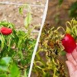 Ena napaka in ostali boste brez pridelka: česa ne smete saditi s papriko Ena napaka in ostali boste brez pridelka: česa ne smete
