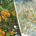 Ena noč bo odločila usodo celotnega pridelka: kako zaščititi marelice