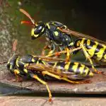 Gnezda talnih os se je mogoče varno znebiti: strokovnjak je delil skrivnost Gnezda talnih os se je mogoče varno znebiti: strokovnjak je