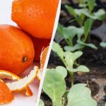 Gnojilo in zaščita pred škodljivci: vrtnarji so odkrili, kako uporabiti