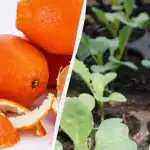 Gnojilo in zaščita pred škodljivci: vrtnarji so odkrili, kako uporabiti