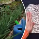 Golobov in miši se bojimo kot ognja - poceni način za zaščito zelenjavnega vrta in sadovnjaka Golobov in miši se bojimo kot ognja - poceni način