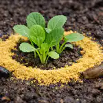 Gorčica bo čez noč rešila mlade sadike pred okužbo s polži gorcica-bo-cez-noc-resila-mlade-sadike-pred-okuzbo-s.png