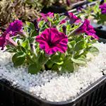 H1: Petunija umre v vročini: kako rešiti sadike z enim preprostim trikom h1-petunija-umre-v-vrocini-kako-resiti-sadike-z-enim.png