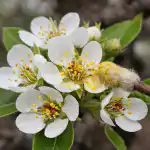 Hruška bo cvetela tudi brez drugega drevesa v sadovnjaku hruska-bo-cvetela-tudi-brez-drugega-drevesa-v-sadovnjaku.png