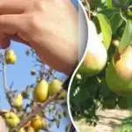 Hruška raste, a ne rodi: napaka, ki jo naredijo skoraj