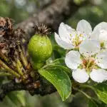 Hruške bodo po odpravi teh skritih spomladanskih bolezni obrodile obilen pridelek hruske-bodo-po-odpravi-teh-skritih-spomladanskih-bolezni-obrodile-obilen.png