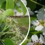 Izgleda čudovito, vendar je tu še en uganka: katerega drevesa