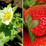 Jagode lahko naberete na polno: s čim hraniti jagode spomladi