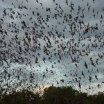 Jama netopirjev: Uganda zabeležila mehanizem za širjenje nevarnega virusa