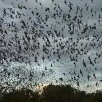 Jama netopirjev: Uganda zabeležila mehanizem za širjenje nevarnega virusa