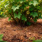 Jesen iglavcev bo v nekaj tednih spremenila zakrnele grmovnice v bujen vrt. jesen-iglavcev-bo-v-nekaj-tednih-spremenila-zakrnele-grmovnice-v.png