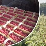 Kaj bo v letu 2026 bolj donosno od borovnic: nasveti pridelovalcev Kaj bo v letu 2026 bolj donosno od borovnic: nasveti