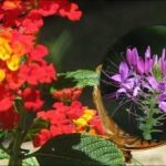 Kaj je najbolje ne saditi v cvetlično gredico: seznam problematičnih