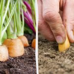 Kaj posaditi poleg korenja: najboljši in najslabši sosedje v gredi