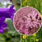 Kaj posaditi v senci: šest divjih cvetlic, ki rastejo brez