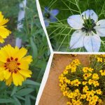 Kaj posejati marca: 6 rož, ki bodo krasile vaš vrt