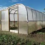 Kaj se zgodi, če ognjič posadite v rastlinjak s kumarami: rešitev pred pepelovko kaj-se-zgodi-ce-ognjic-posadite-v-rastlinjak-s-kumarami.jpg