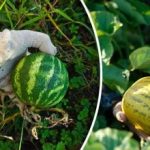 Kaj se zgodi, če poleg sebe posadite melone in lubenice: