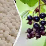 Kaj storiti z ribezom spomladi: 4 koraki za nabiranje dvakrat