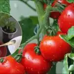 Kaj vreči v luknjo, da zberete zgodnji pridelek paradižnika: skrivnost