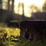 Kako brez lopate in strojev odstraniti drevesni štor: preprosta metoda,