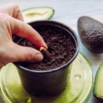 Kako gojiti avokado na okenski polici: navodila korak za korakom Kako gojiti avokado na okenski polici: navodila korak za korakom