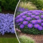 Kako gojiti cvetje tam, kjer nič ne raste: nasveti strokovnjakov