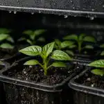 Kako gojiti sadike paprike v temi in zakaj je ta metoda uspešna kako-gojiti-sadike-paprike-v-temi-in-zakaj-je-ta.png