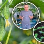 Kako izračunati datum setve kumaric za sadike: preprosta formula za vrtnarje Kako izračunati datum setve kumaric za sadike: preprosta formula za