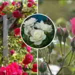 Kako obrezati vrtnice po zimi: skrivnost bujnega cvetenja