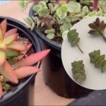 Kako preprečiti, da bi se sukulente raztegnile navzgor: kako in