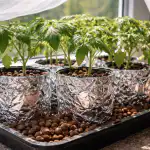 Kako rešiti sadike paradižnika pred odmrtjem v spomladanski vročini kako-resiti-sadike-paradiznika-pred-odmrtjem-v-spomladanski-vrocini.png