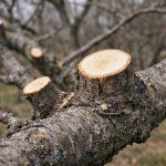 Kako s spomladanskim obrezovanjem doseči, da bo vaša jablana obrodila dvakrat več sadja kako-s-spomladanskim-obrezovanjem-doseci-da-bo-vasa-jablana-obrodila.png
