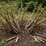 Kako s spomladanskim obrezovanjem poskrbeti, da bo kosmulja rodila v vedrih kako-s-spomladanskim-obrezovanjem-poskrbeti-da-bo-kosmulja-rodila-v.png